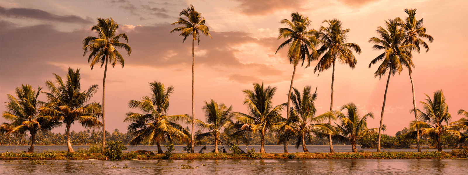 Palmier Kérala backwaters Amma voyage de groupe spiritualité méditation yoga
