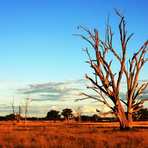 tree-outback
